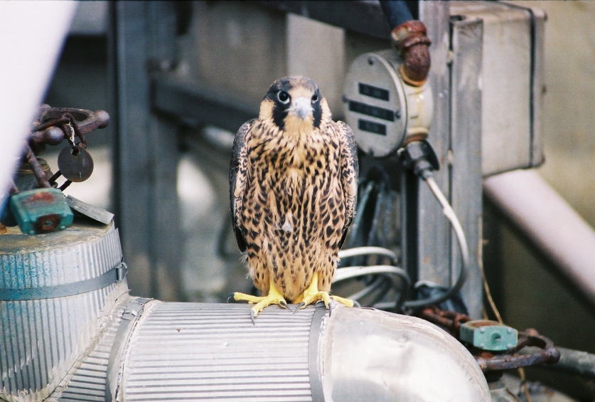 This falcon is resting on equipment at the TMI nuclear power plant site. Photo courtesy of TMI