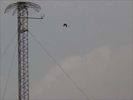 An osprey can be seen in flight at a nuclear power plant site.